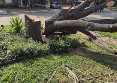 A cut tree trunk lies on the grass, with large branches protruding. Ropes are scattered nearby, and residential buildings are in the background