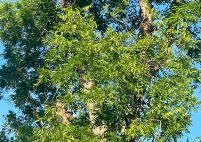 A densely green tree fills the frame against a clear blue sky, with a hidden worker visible within the foliage