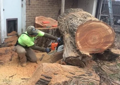 A large tree is in the process of being cut down, with many branches already removed and ropes attached to remaining limbs