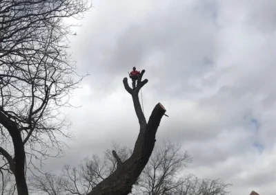 A lone tree worker is silhouetted against a cloudy sky, high on a bare tree trunk, with whimsical-looking buildings in the background