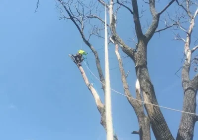 A low-angle shot of a person climbing a tree using ropes, with white ropes extending diagonally upwards against a clear blue sky