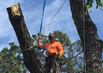 A man climbing or sitting in a tree, surrounded by blue sky and greenery, with ropes visible