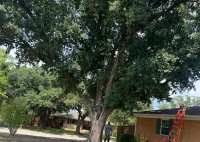 A man stands in front of a large oak tree, surrounded by green grass under a clear sky, with a house visible in the background