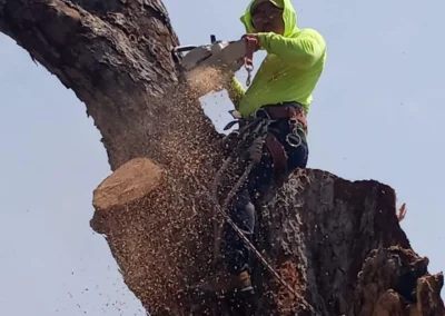 A man wearing a green hoodie is cutting a tree in an outdoor setting