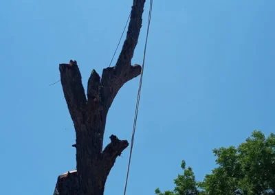 A person in safety gear cutting the top branches off a large tree against a clear blue sky
