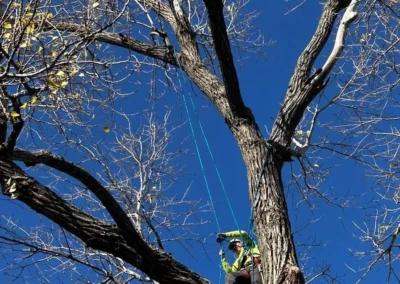 A person sitting on a branch of a tree, surrounded by green leaves against a bright blue sky