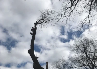 A solitary tree trimmer is silhouetted against a dramatic blue sky with white clouds, high up in a tall, mostly bare tree, secured by ropes