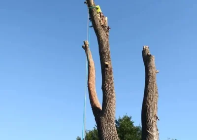 A tree with a rope tied to its trunk, set against a backdrop of a blue sky