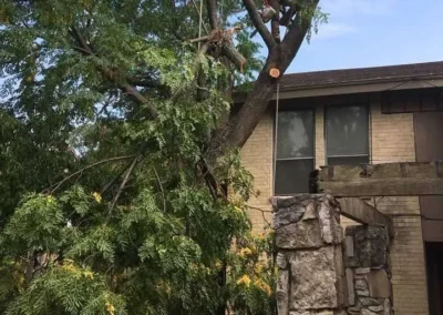 A tree worker in a bright yellow shirt is high up in a partially trimmed tree, secured by ropes, with a brick house and stone column in the background