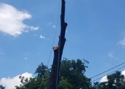 A tree worker in a yellow shirt is high up on a very tall, mostly bare tree trunk, secured by ropes, with green trees
