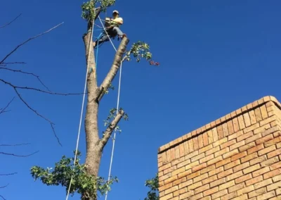 A tree worker in a yellow shirt is securely positioned near the top of a tree, surrounded by clear blue skies