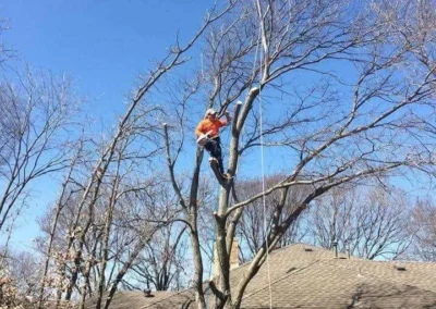 A tree worker in an orange jacket is actively cutting branches from a tall, bare tree in a residential backyard, with ropes and equipment