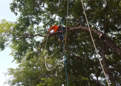 A tree worker in an orange shirt is positioned on a thick tree branch, secured by ropes, actively trimming a large leafy tree against a bright sky