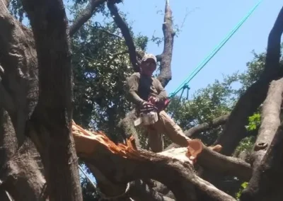 A tree worker wearing a hat and holding a chainsaw is perched on a large tree branch, surrounded by other branches and green leaves against a blue sky