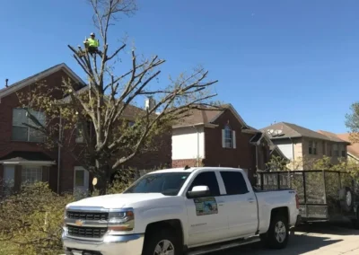 A white pickup truck with a trailer is parked on a street while a tree worker is high in a partially trimmed tree in front of residential houses under a clear blue sky