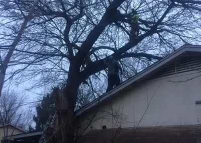 Two workers are positioned in the bare branches of a large tree, extending over a residential rooftop, with a ladder leaning against the house, under an overcast sky